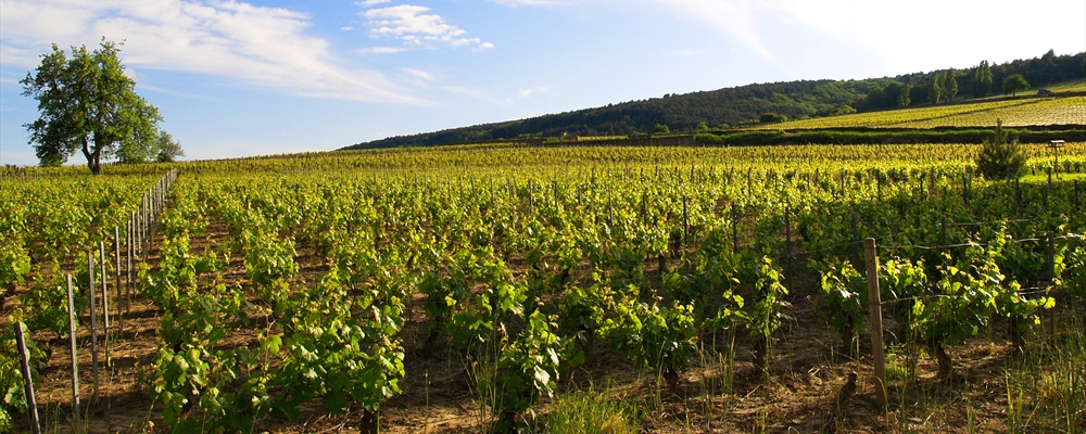 Another Colorful Experiment